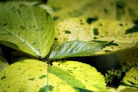 leaves green yellow