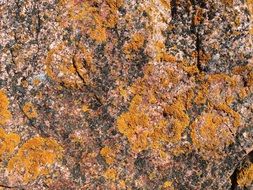 weave stone rock nature plant