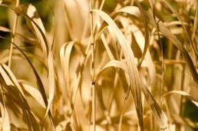 dry leaves leaf weed plant yellow