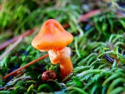 orange mushrooms mosses wild green
