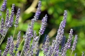 lavender flowers blooms plant bush