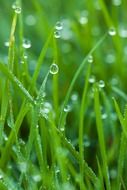 dew drop droplet drops background