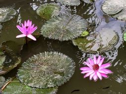 flower waterlily leaves round