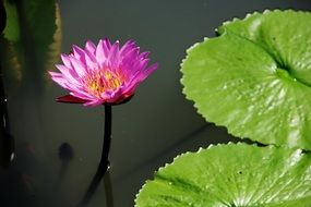 lotus pond leaf nature flower