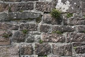 old brick wall with plants