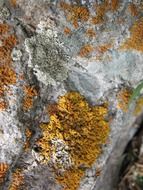 stone background grey orange green