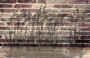 silhouette of grass on the brick wall
