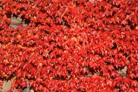 leaves leaf red wine vine facade