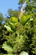 plant blade of grass branch leaves