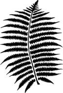 fern forest leaf nature plant