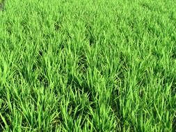 green rice fields