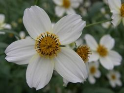 flower natuleza autumn macro