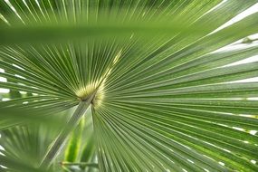 green tropical palm leaf plant