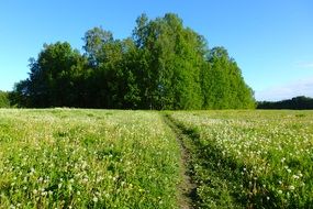 path sunlight forest nature trees