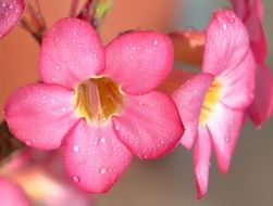 wet pink buds of plant