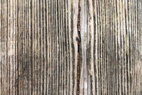wood structure grain fibers