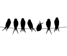 bird birds wire perched perching