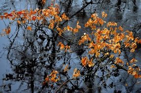 branch with orange leaves on the puddle