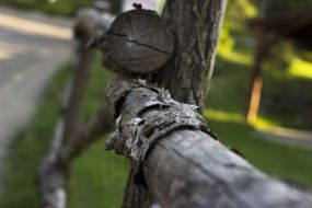 plank tree wood nature natural