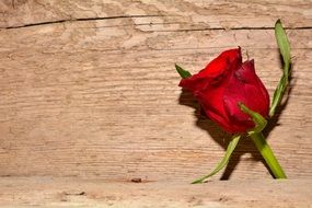rose red flower blossom bloom wooden structure background