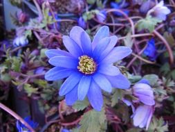 plants flower blue anemone close up