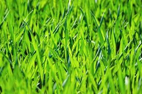 wallpaper with green juicy grass