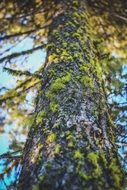 trunk bark moss tree lichen