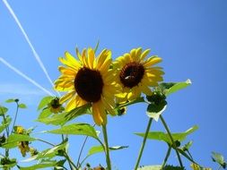 sunflower sky sunflowers flowers