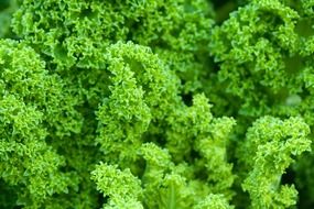 curly cabbage leaves close-up