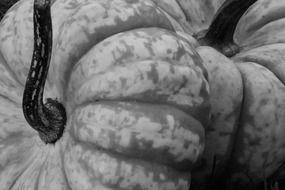 pumpkin cutting in black and white