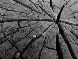 bark nature texture cracks wood