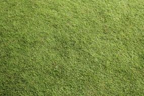 green grass plants