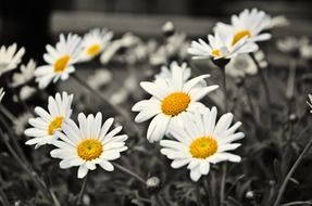 plants flower love gift nature