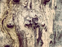 wood tree knots nature forest