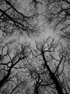 tree texture trees autumn grey