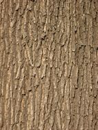 oak bark tree structure