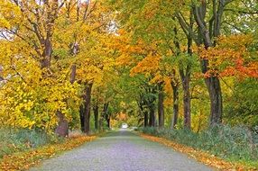 autumn trees along the avenue