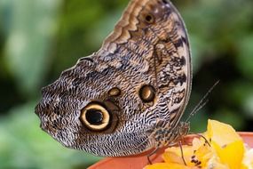 butterfly eyes exotic tropics