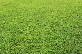 grass background