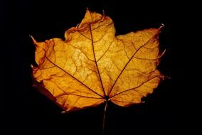 leaf leaves macro background