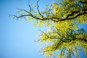 tree sky green foliage branches