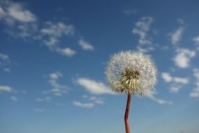 little dandelion on the sky background