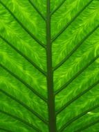 macro view of leaf texture