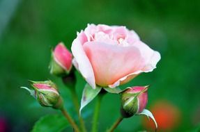 rose pink flower flowers