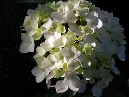 white hydrangea flowers blossoms