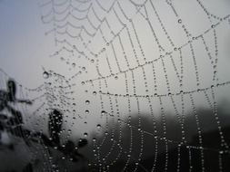 spider web morning garden bug