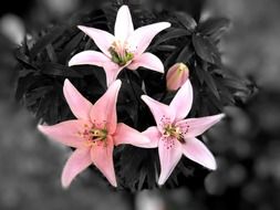 black white flower rose lily