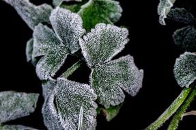 frostbitten winter plant white