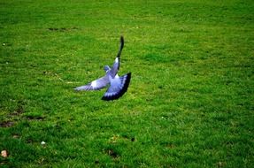 flight background feathers pigeon