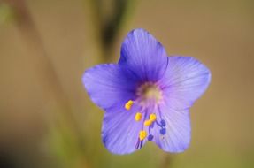 blooms flower macro love lovely